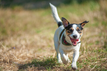 Jack Russell Terrier is running happily in a natural environment