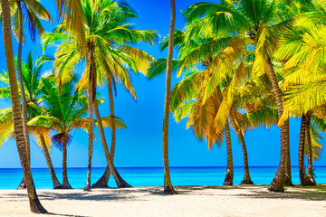 Palm trees on the caribbean tropical beach. Saona Island, Dominican Republic. Vacation travel background