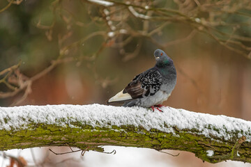 domestic pigeon (Columba livia domestica) sitting on a snowy branch in a winter city park