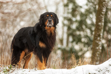 male black and gold Hovie posing in a city park in the snow