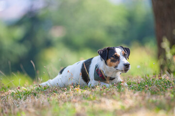 Jack Russell Terrier resting on the ground. Summer, natural scenery