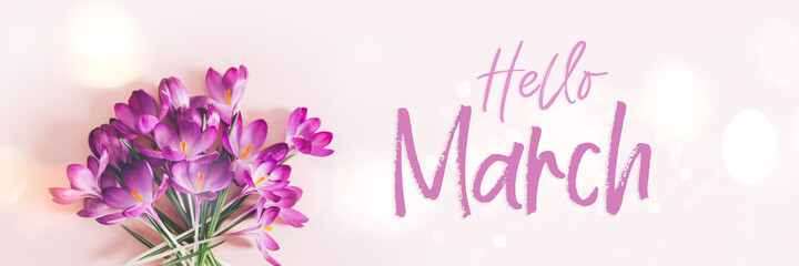 Hello March text. Creative layout pattern made with spring crocus flowers on pink background. Flat...