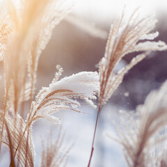 dried grass close-up  covered with snow with a bokeh and beautifull light.  winter landscape