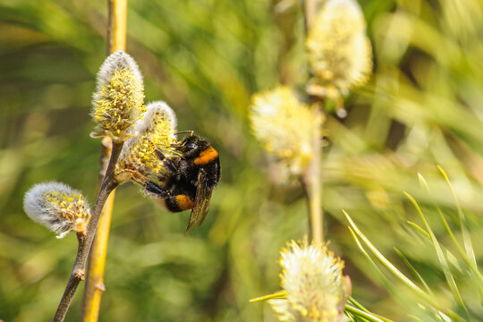 Big striped bumblebee on a branch of blossoming pussy willow close up