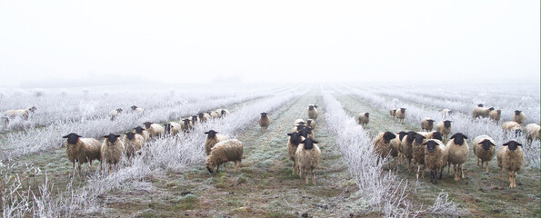 weed control with sheeps. Grazing Animals, Sheep Herd in a plantation of aronia shrubs, chokeberry - fruits. freezing rain storm with fog in Winter frosty landscape covered by white flake ice.