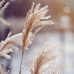 dried grass close-up  covered with snow with a bokeh and beautifull light.  winter landscape. 