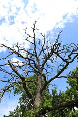 Old dry tree on a background of blue sky with white clouds