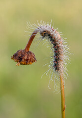 Butterfly caterpillar in dew on a blade of grass on a summer morning