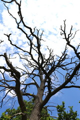 Old dry tree on a background of blue sky with white clouds