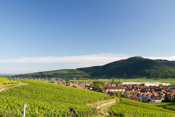 Fototapeta premium alsacian vineyard