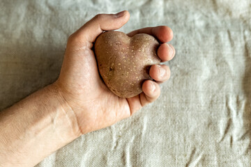 A man's hand holds an ugly vegetable, a heart-shaped potato on a background of linen cloth. square,...