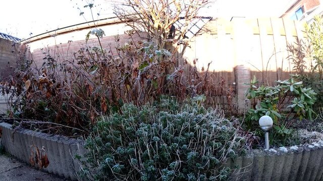 Plants Frozen In The Garden Defrozen Until Sunset. - time lapse