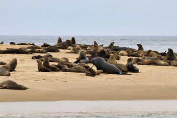 Fototapeta na wymiar Seals Colony - Walvis Bay, Namibia, Africa