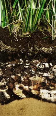 Foto op Canvas Picture presenting particulars soil sections © konradbak