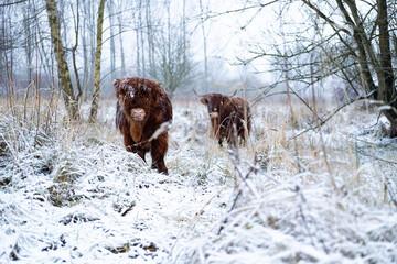 Scottish highland cow in a forest in the Netherlands.