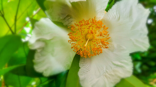 Mesua Ferrea, Sri Lanka, Nature,