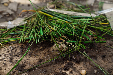 Broken jar with soil and green plant