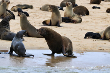 Fototapeta premium Seals Colony - Walvis Bay, Namibia, Africa