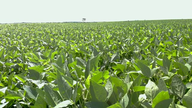 An aerial shot of soybean field ripening at spring season, agricultural landscape