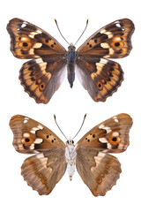 Butterfly - lesser purple emperor (Apatura ilia) isolated on white