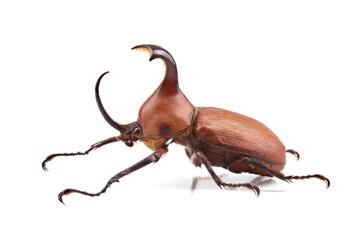 Beetle - Golofa claviger - isolated on white