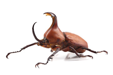 Fototapeta premium Beetle - Golofa claviger - isolated on white