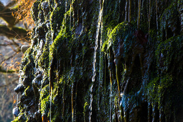 water cliffs and moss close-up