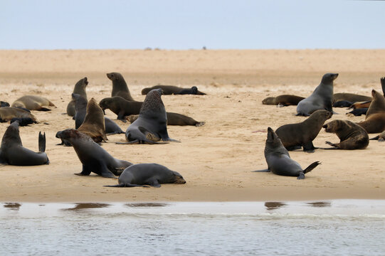 Seals Colony - Walvis Bay, Namibia, Africa