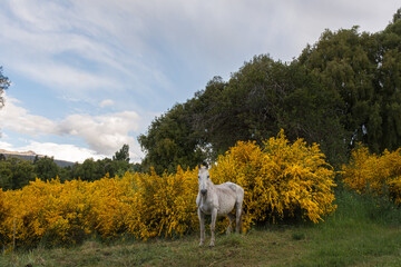 Fototapeta premium White horse in the field surrounded by yellow bloomed Retamas during spring season in Esquel, Patagonia, Argentina