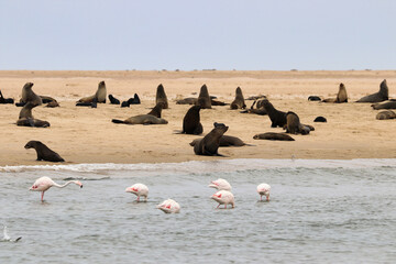 Seals Colony - Walvis Bay, Namibia, Africa
