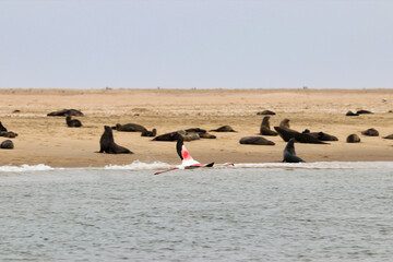 Seals Colony - Walvis Bay, Namibia, Africa