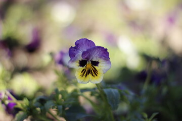 Pansy flower