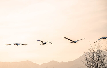 夕方飛び立つ白鳥