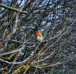 robin on a branch