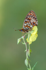 Beautiful butterfly Boloria selene awaits dawn in the meadow on the flower