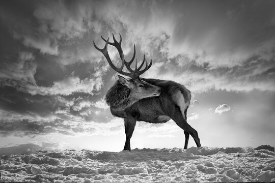 deer highlighted on a snowy hill and cloudy sky - black and white photo