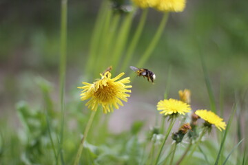 bee on dandelion