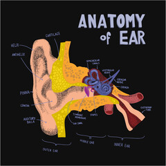 anatomical structure the human ear. Anatomy of human ear in doodle and drawn style. Cochlea ans ear compopents