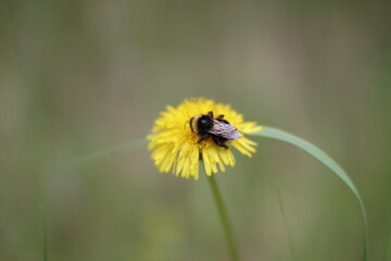 bee on dandelion