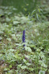 blue flowers in the forest