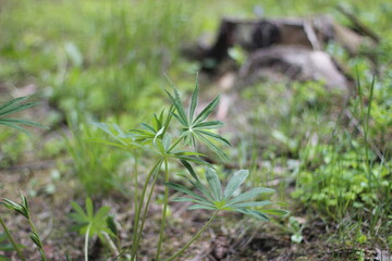 grass in a field
