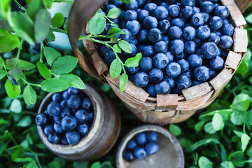 ripe forest blueberries. Berries in basket on background of grass and greenery.