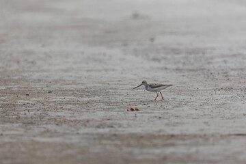 Terek sandpiper (Xenus cinereus) is foraging at Frazergunj, West Bengal, India