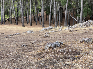 lush forest on the banks of the el Tranco reservoir, Cazorla, Spain