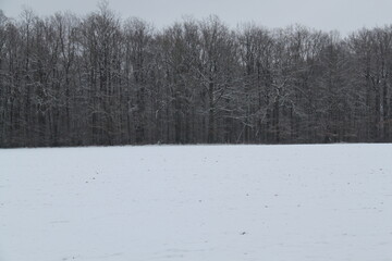 wald