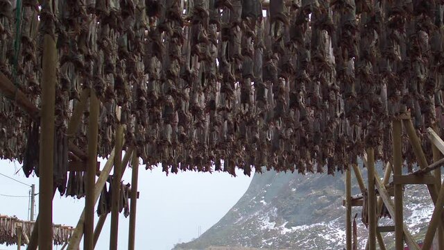 TRACKING TILT DOWN REVEAL from cod drying to a fishing boat in Lofoten, Norway