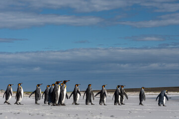 Obraz premium The king penguin (Aptenodytes patagonicus)