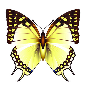 Yellow butterfly with wings spread, Insect Polyura Eudamippus. Stylized design for surface design, pattern, prints, sticker, social media, tattoos. Vector illustration isolated on white background. 