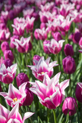 Obraz na płótnie Canvas Blühende Tulpen im Frühling