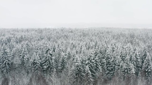 Aerial picturesque frozen forest with snow covered pine trees. Top view flyover beautiful winter woodland at snowfall. Drone flying over treetops. Snow flakes falling down. Flight over white woods